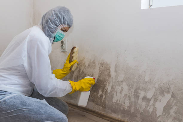 Best Health and Safety Mold Remediation in Flowood, MS