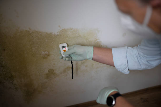 Best Commercial Mold Remediation in Flowood, MS