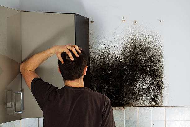 Best Black Mold Remediation in Flowood, MS