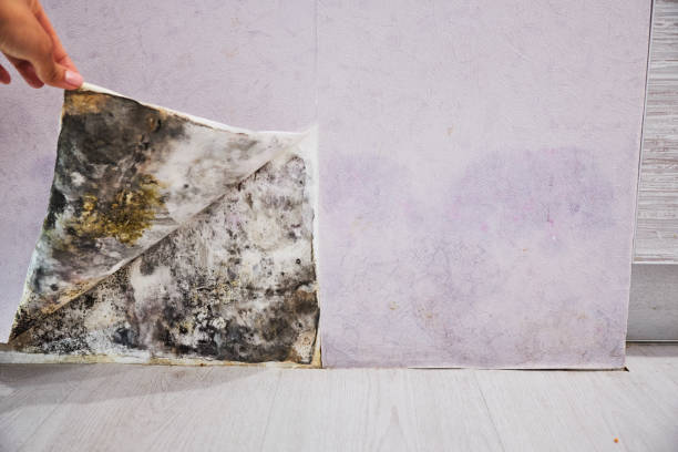 Best Post-Flood Mold Remediation in Flowood, MS